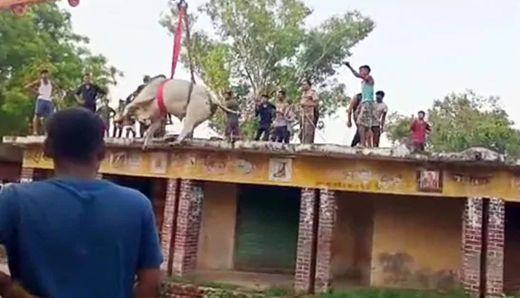 यूपी / लड़ते-लड़ते छत पर चढ़ा सांड, 10 घंटे की कड़ी मशक्कत के बात उतारा गया नीचे