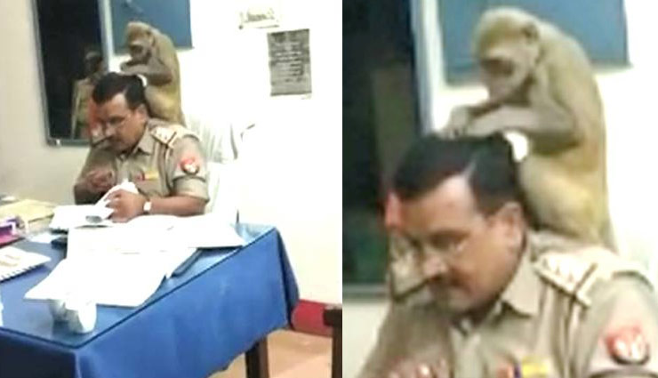 थाने में इंस्पेक्टर के स‍िर पर बैठकर बंदर ने कर डाला ये काम, तस्वीरें हो गई वायरल