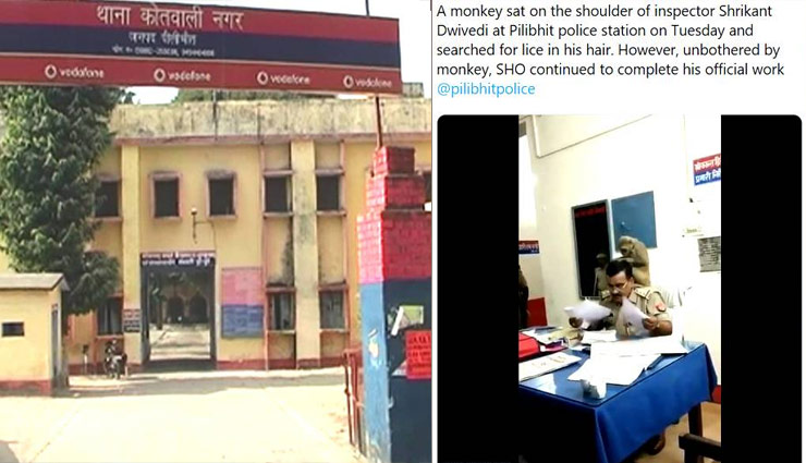 viral photos,monkey,sho,hair,lice,pilibhit,uttar pradesh,weird news in hindi