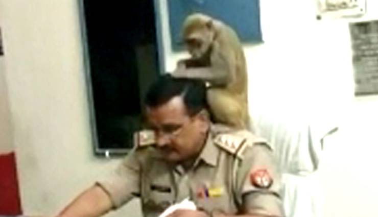 viral photos,monkey,sho,hair,lice,pilibhit,uttar pradesh,weird news in hindi