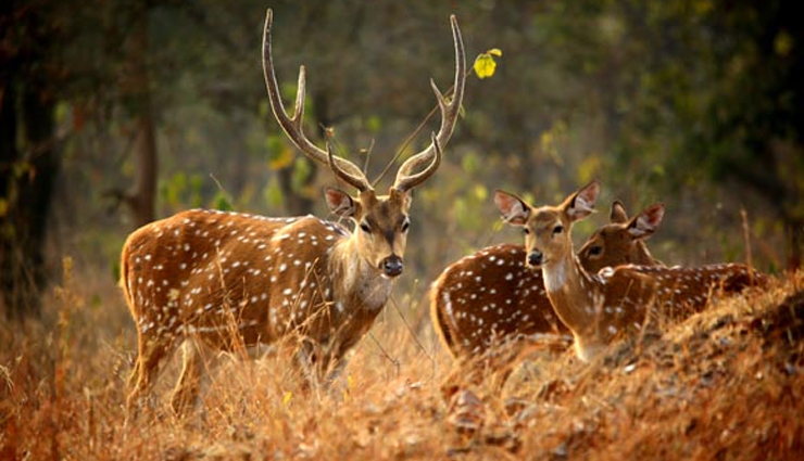 uttarakhand,national park and wildlife sanctuaries in uttarakhand,places to visit in uttarakhand,binsar wildlife sanctuary,rajaji wildlife sanctuary,corbett national park,askot sanctuary pithoragarh,govind pashu vihar wildlife sanctuary