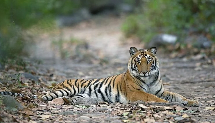 uttarakhand,most visited places in uttarakhand,rishikesh,chopta,mussoorie,nainital,the jim corbett national park