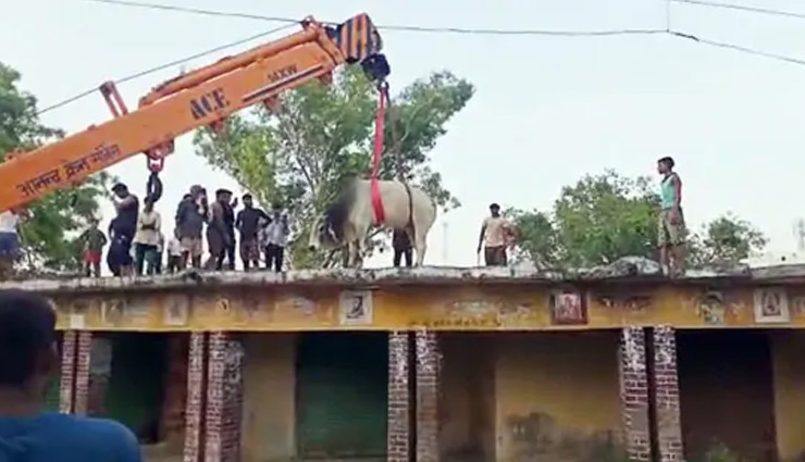 bull,rescue,crane,roof,fatehpur,uttar pradesh,weird news ,बुल,यूपी