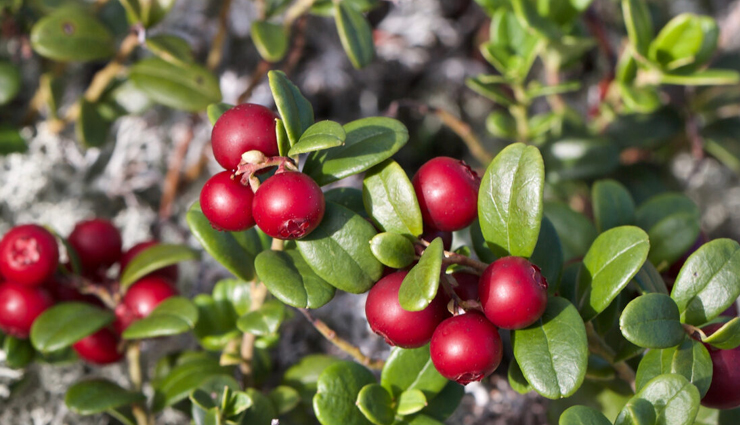 kidney stones,kidney stones treatment,kidney stones diet,kidney stones symptoms in men,kidney stones removal,kidney stones symptoms,kidney stones and constipation,kidney stones blood in urine,kidney stones blood,kidney stones bowel pressure,kidney stones causes,kidney stones diet plan,kidney stones how to prevent,kidney stones kidney disease,kidney stones men,kidney stones or infection,kidney stones or back pain,kidney stones on both sides,types of kidney stones,treatment of kidney stones,kidney stones pain,Health,Health tips