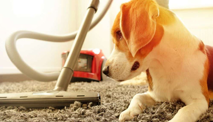 itchy skin among dog,get rid of itchy skin among dog,home remedies to get rid of itchy skin among dog,dog,dog health care