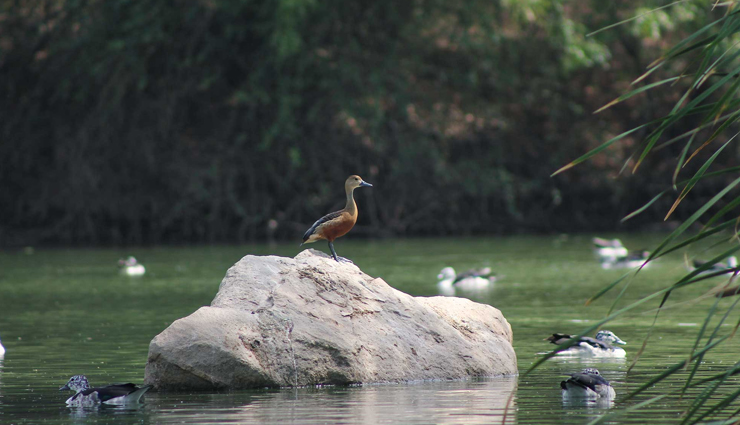 places to visit near vadodara,tourist attractions near vadodara,weekend getaways from vadodara,best places to visit near vadodara,historical places near vadodara,picnic spots near vadodara,hill stations near vadodara,nature places near vadodara,religious places near vadodara,waterfalls near vadodara,wildlife sanctuaries near vadodara,adventure places near vadodara,cultural sites near vadodara,scenic places near vadodara,one-day trips from vadodara