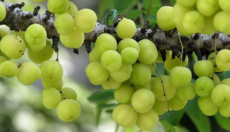 vaginal discharge,home remedies,home remedies for vaginal discharge,natural treatment,Health tips,fitness tips