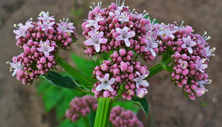 nicotine addiction,home remedies to get rid of nicotine addiction,nicotine,tips to get rid of nicotine,Health,Health tips