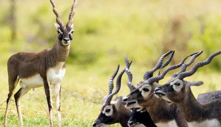 tamil nadu national parks,wildlife sanctuaries in tamil nadu,mudumalai wildlife sanctuary,indira gandhi wildlife sanctuary,top bird sanctuaries in tamil nadu,tamil nadu biodiversity,endangered species in tamil nadu,tamil nadu forest reserves,tamil nadu ecotourism,best wildlife photography spots in tamil nadu,tamil nadu wildlife conservation,tamil nadu wildlife safari,flora and fauna of tamil nadu,trekking in tamil nadu national parks,wildlife sanctuaries near chennai