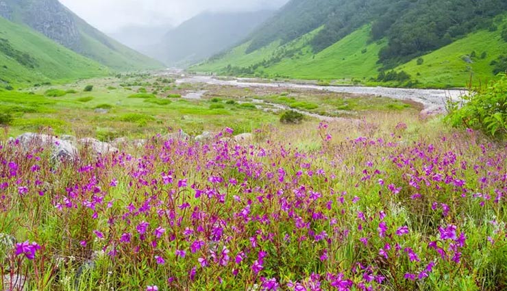 5 Places in India To Witness The Beautiful Valley of Flowers