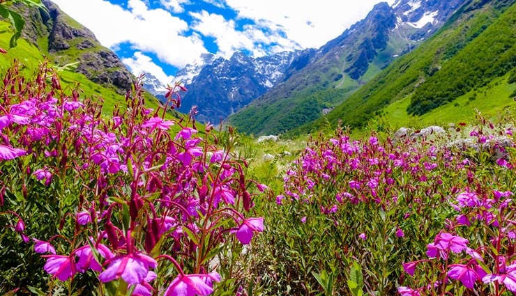 valley of flowers,valley of flowers in india,uttarakhand,kaas plateau,maharashtra,yumthang valley of flowers,sikkim,zukou valley,manipur and nagaland,orchids flower,sikkim