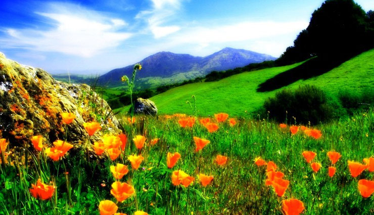 valley of flowers in india,uttarakhand,kaas plateau,maharashtra,yumthang valley of flowers,sikkim,dzukou valley,manipur and nagaland,orchids flower,sikkim