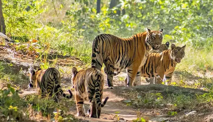 valmiki tiger reserve,valmiki tiger reserve facts,valmiki tiger reserve wildlife,visit valmiki tiger reserve,best time to visit valmiki tiger reserve,valmiki tiger reserve location,flora and fauna of valmiki tiger reserve,endangered species in valmiki tiger reserve,tiger safari valmiki,valmiki tiger reserve history,eco-tourism in valmiki tiger reserve,conservation efforts valmiki tiger reserve,biodiversity in valmiki tiger reserve,wildlife sanctuary in bihar