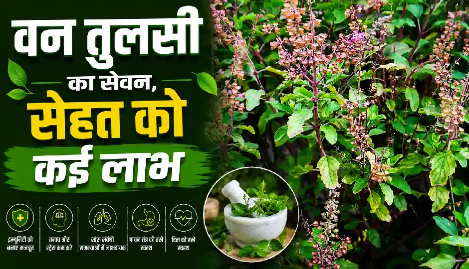 वन तुलसी का करें सेवन, इम्यूनिटी बढ़ाने से लेकर पाचन सुधारने तक मिलेंगे कई फायदे
