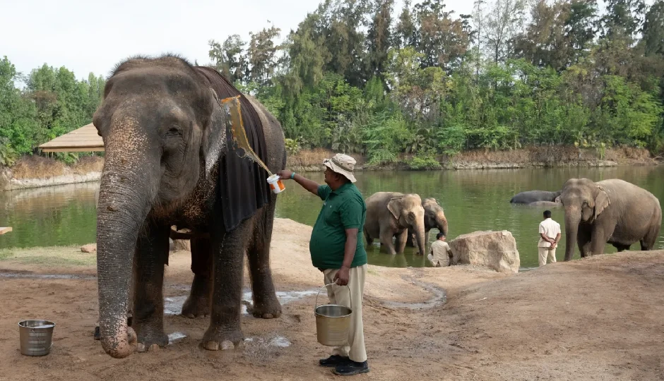 सुप्रीम कोर्ट की SIT जांच में वनतारा वाइल्डलाइफ सेंचुरी को क्लीन चिट, आरोपों पर साल्वे का पलटवार