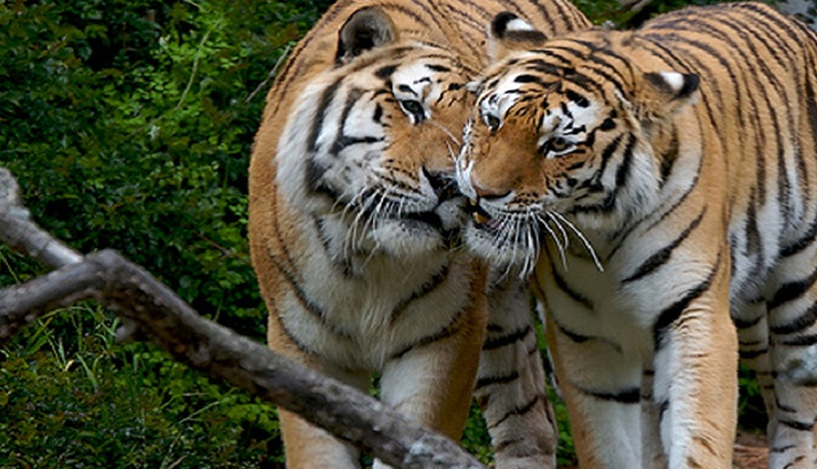 rajasthan,rajasthan tourist destination dhaulpur,dhaulpur,dhaulpur travel,rajasthan tourism,rajasthan tourist places