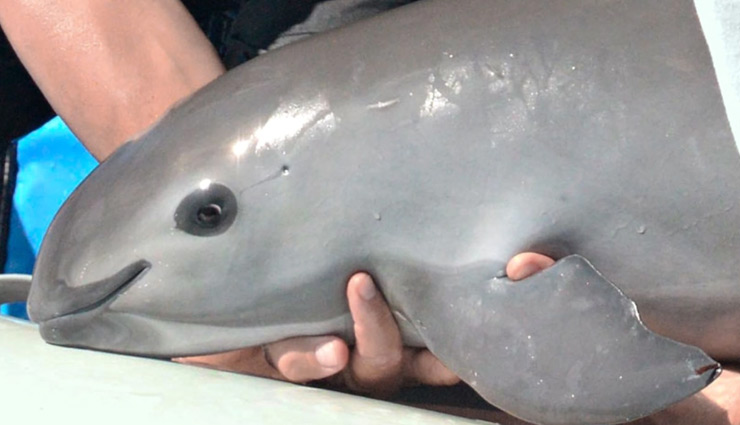 endangered sea mammal,vaquita porpoise,about vaquita porpoise,weird news