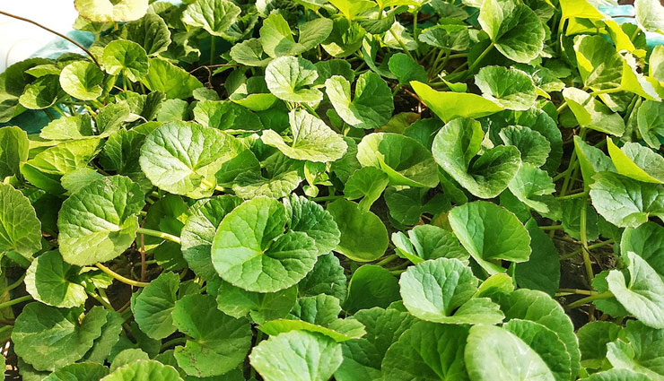 varicose veins,home remedies for varicose veins,home remedies,Health tips,fitness tips