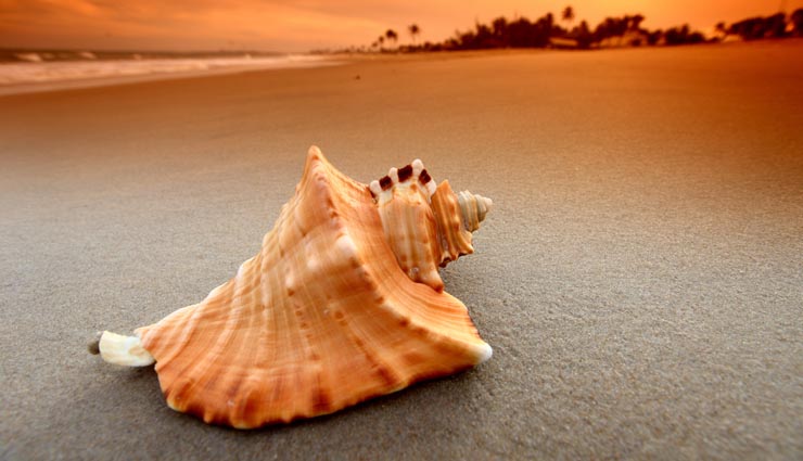 astrology benefits of shell,astrology tips