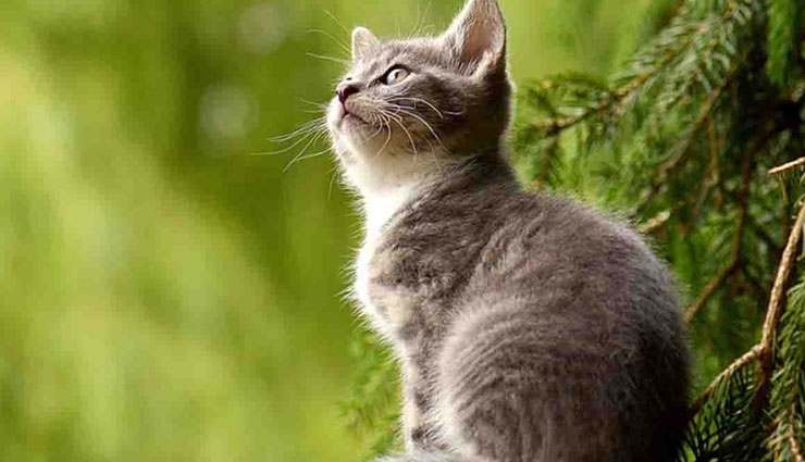 5 Ways To Get Rid of Vastu Dosh Through Animals