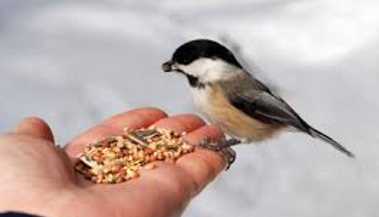 ways to get rid of vastu dosh,astrology tips,get rid of vastu dosh through animals