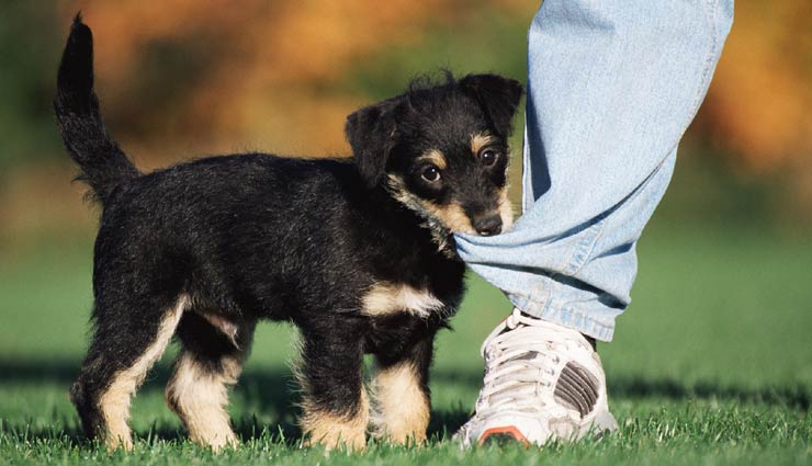 vastu tips,vastu tips for pets,pets astrology tips,astrology tips