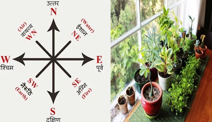 घर में पौधे लगाते समय रखें दिशा का ज्ञान, आएगी सकारात्मकता