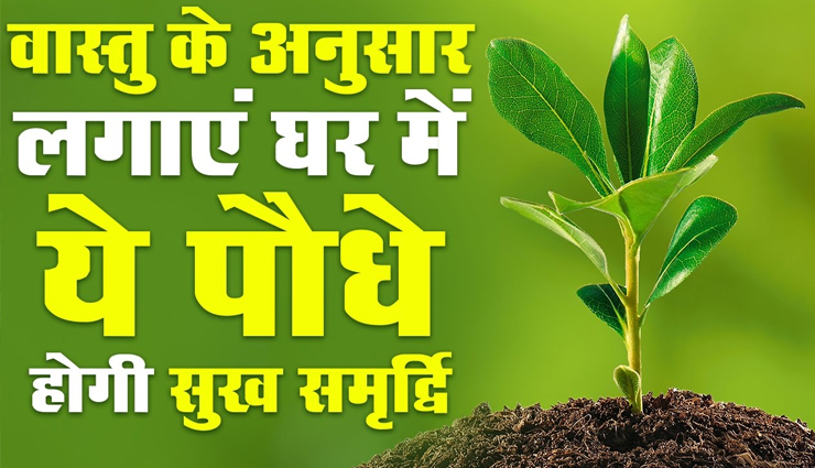 घर में सुख-समृद्धि लाते हैं ये पौधे, जानें और संवारे अपना भाग्य