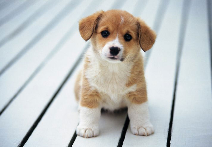 vastu tips for pets,pets vastu,house vastu tips