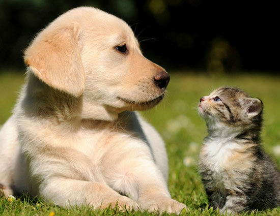 Effective Vastu Tips To Keep Your Pets Happy and Healthy