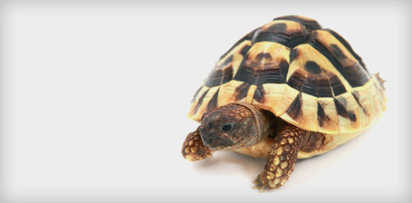 feng shui tips,feng shui tips to place tortoise,place tortoise in house,astrology tips