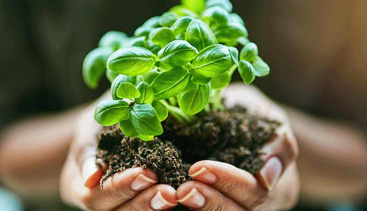 veganic diet,diet tips,Health tips,fitness tips