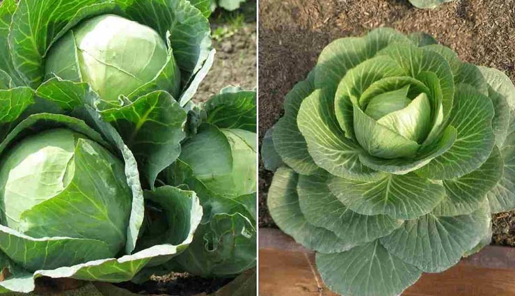 यहां सब्जी तोड़ने के लिए मिल रहा सालाना लाखों रुपए का पैकेज, हर घंटे कमा सकते है तीन हजार रुपए 