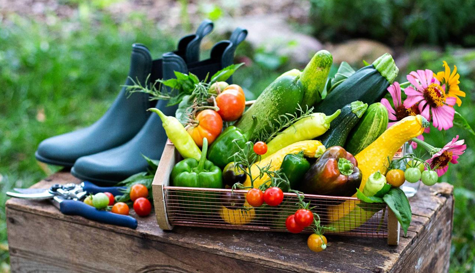 8 Vegetables You Can Grow in Summer
