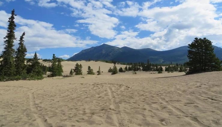 रेगिस्तान का उजाड़ हुआ हरा-भरा, ली गई तकनिकी की मदद, देखकर आप भी चौंक जाएंगे