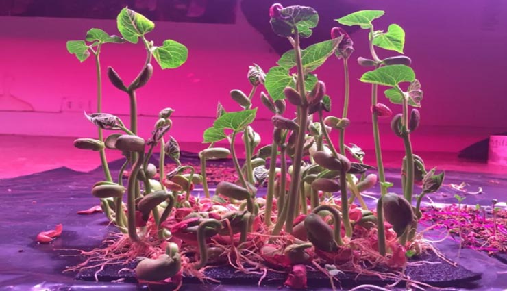 weird news,weird dress,wearable vegetable garden,vegetables on cloth