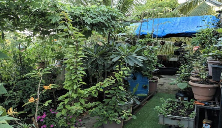 weird news,weird information,weird gardening,without soil gardening,gardening on the roof