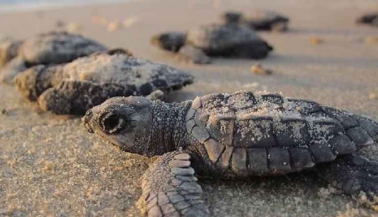 festivals in india in march,international yoga festival rishikesh,holi celebrations india,parippally gajamela kerala,lathmar holi mathura,basanta utsav shantiniketan,jaipur elephant festival,deccan festival hyderabad,velas turtle festival maharashtra,arattu festival kerala,shigmotsav goa