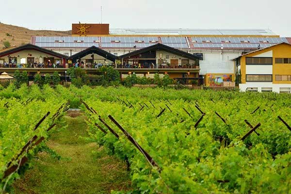 vineyards,vineyards in india,sula vineyards,nashik,maharashtra,fratelli vineyards,solapur,grover zampa vineyards,chateau d ori vineyards,chateau indage vineyards