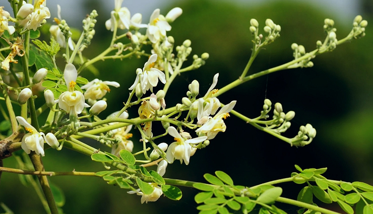 natural remedies for viral infections,home remedies for viral infections,viral infection treatments at home,herbal remedies for viral infections,diy viral infection remedies,holistic remedies for viral infections,homeopathic remedies for viral infections,antiviral foods and supplements,immune-boosting remedies for viral infections,essential oils for viral infections,effective home remedies for viral fever,best natural remedies for flu and colds,home remedies for viral throat infections,remedies for viral respiratory infections,homemade remedies for viral infections