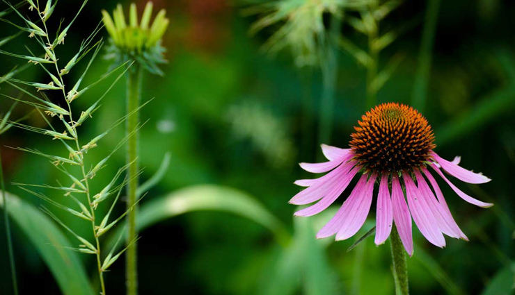 natural remedies for viral infections,home remedies for viral infections,viral infection treatments at home,herbal remedies for viral infections,diy viral infection remedies,holistic remedies for viral infections,homeopathic remedies for viral infections,antiviral foods and supplements,immune-boosting remedies for viral infections,essential oils for viral infections,effective home remedies for viral fever,best natural remedies for flu and colds,home remedies for viral throat infections,remedies for viral respiratory infections,homemade remedies for viral infections