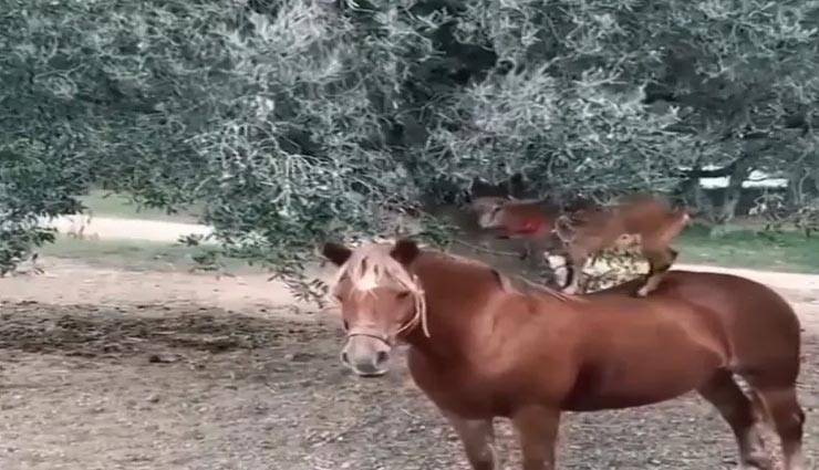 वायरल हो रहा घोड़े की पीठ पर चढ़ बकरी के खाने के जुगाड़ का यह अनोखा वीडियो, आइये देखें