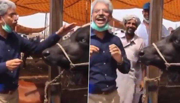 दुनियाभर में सुर्खियां बटोर रहा पाकिस्तानी पत्रकार के भैंस का इंटरव्यू लेने का यह अनोखा वीडियो, देखें यहां
