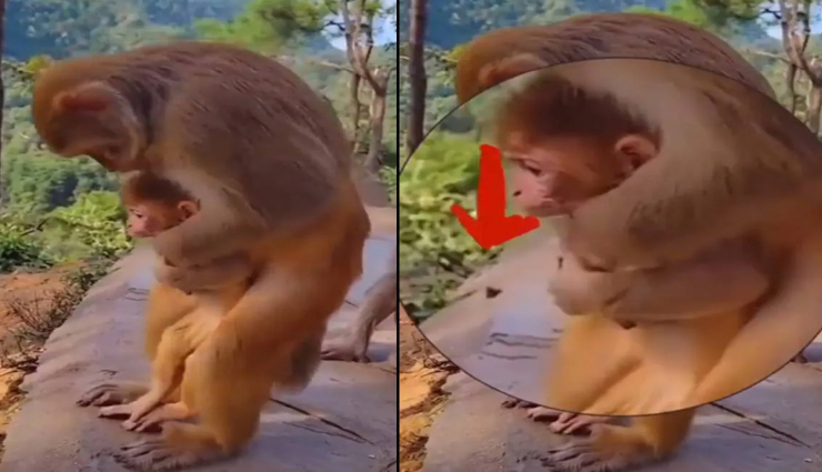 इंसानों से भी ज्यादा समझदार निकला यह बंदर! वीडियो देख रह जाएंगे हैरान