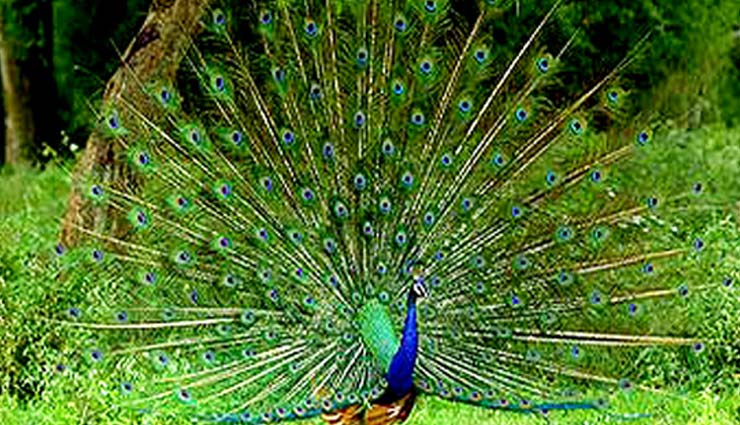 Enjoy Spotting Peacocks at Viralimalai Wildlife Park