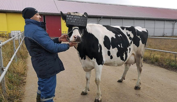 यहां ज्यादा दूध देने के लिए गायों को पहनाया जा रहा एक अनोखा चश्मा, जानें खासियत 