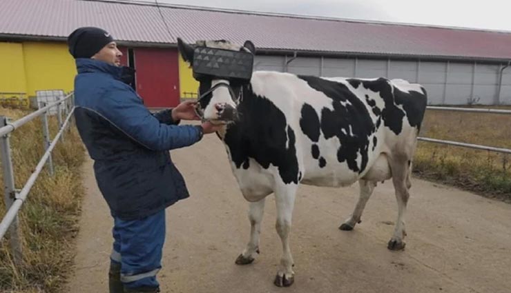 weird news,weird idea,russia,virtual reality headsets to cows,reduce anxiety in cows