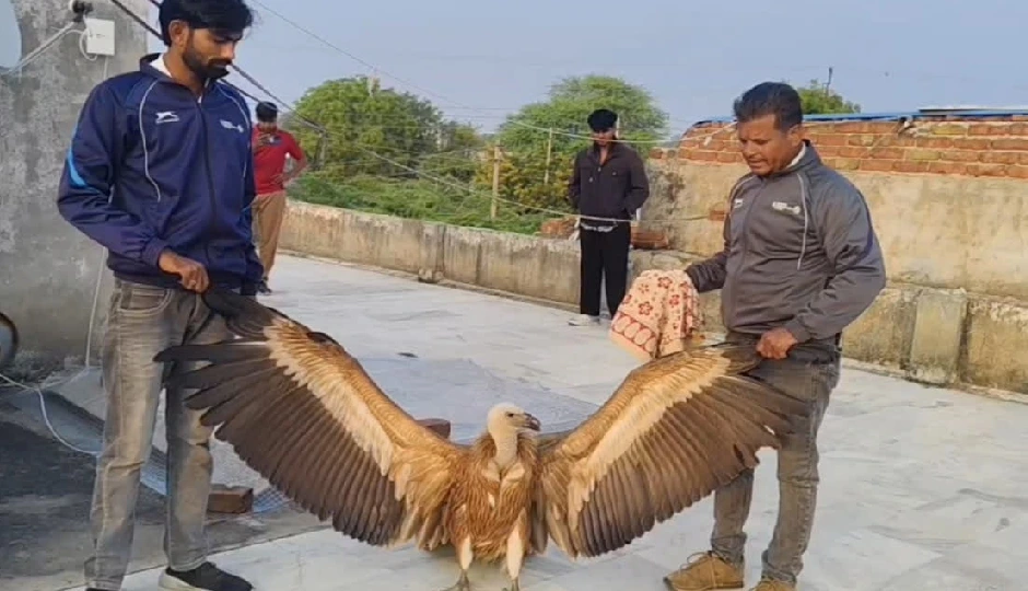 हिमालय से उड़कर पुष्कर पहुँचा दुर्लभ कश्मीरी गिद्ध, वन विभाग और कोबरा टीम ने चलाया सफल रेस्क्यू ऑपरेशन