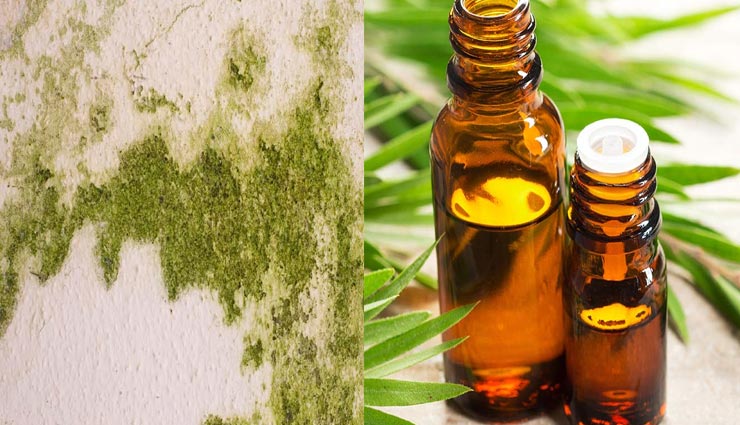 fungus stings remedies,wall fungus smell remedies,home remedies,remove fungus stings in the walls