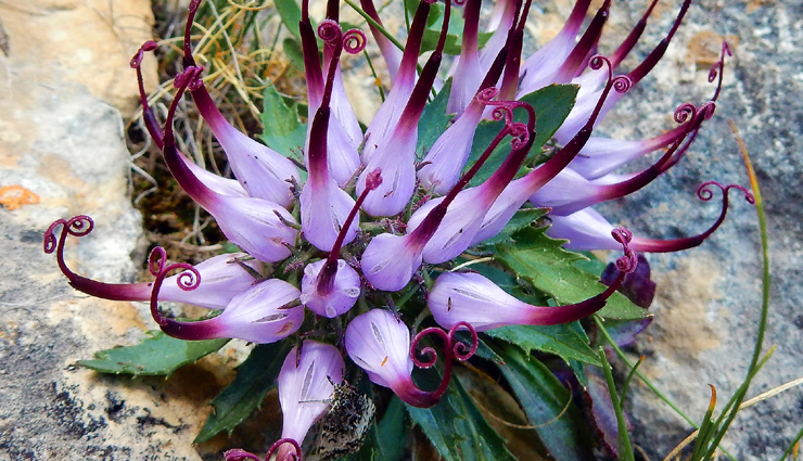 natural remedies for waist pain,home remedies for waist pain,herbal treatments for waist pain,waist pain relief naturally,essential oils for waist pain,natural ways to relieve waist pain,diy waist pain treatments,natural waist pain management,holistic waist pain treatments,how to treat waist pain naturally